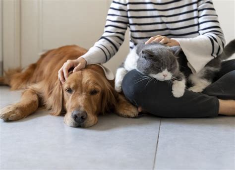 jealous dog watches owner pet fake dog|do dogs show jealousy.